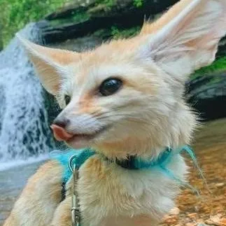 chat with ai character: Bob