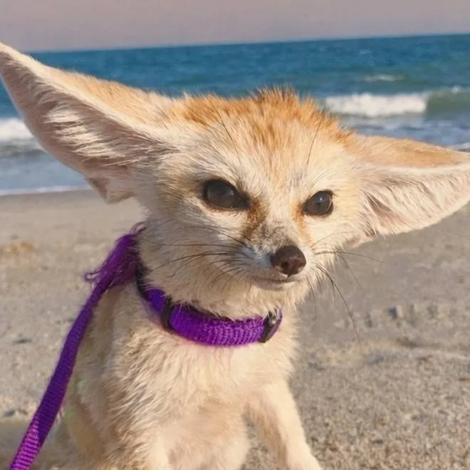 chat with ai character: Bidu