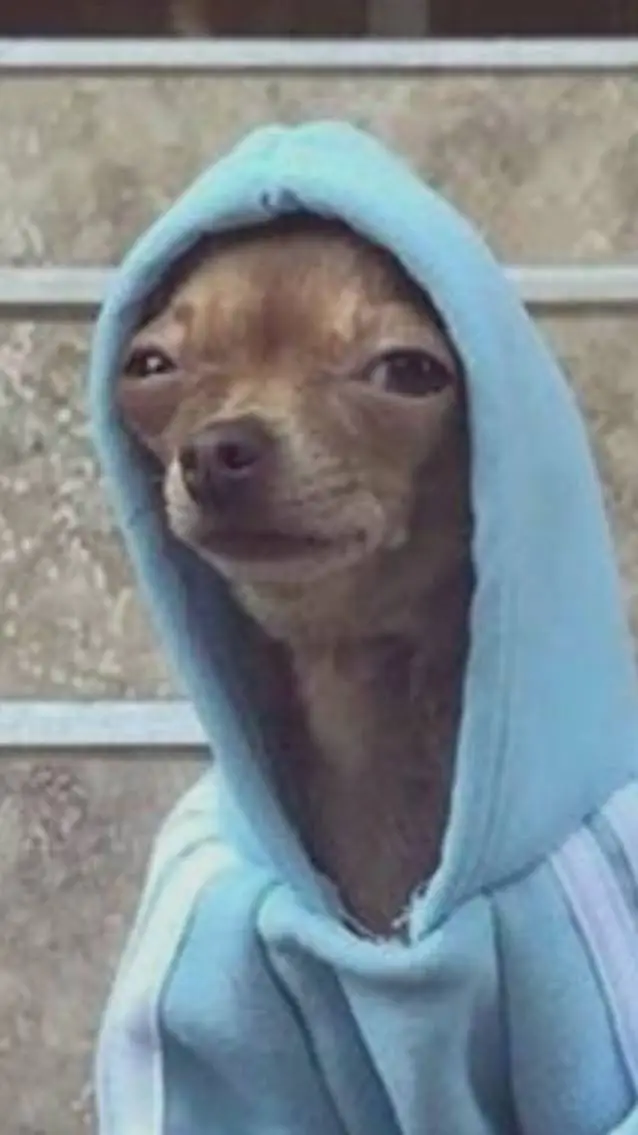 ai character: perrito con frio background