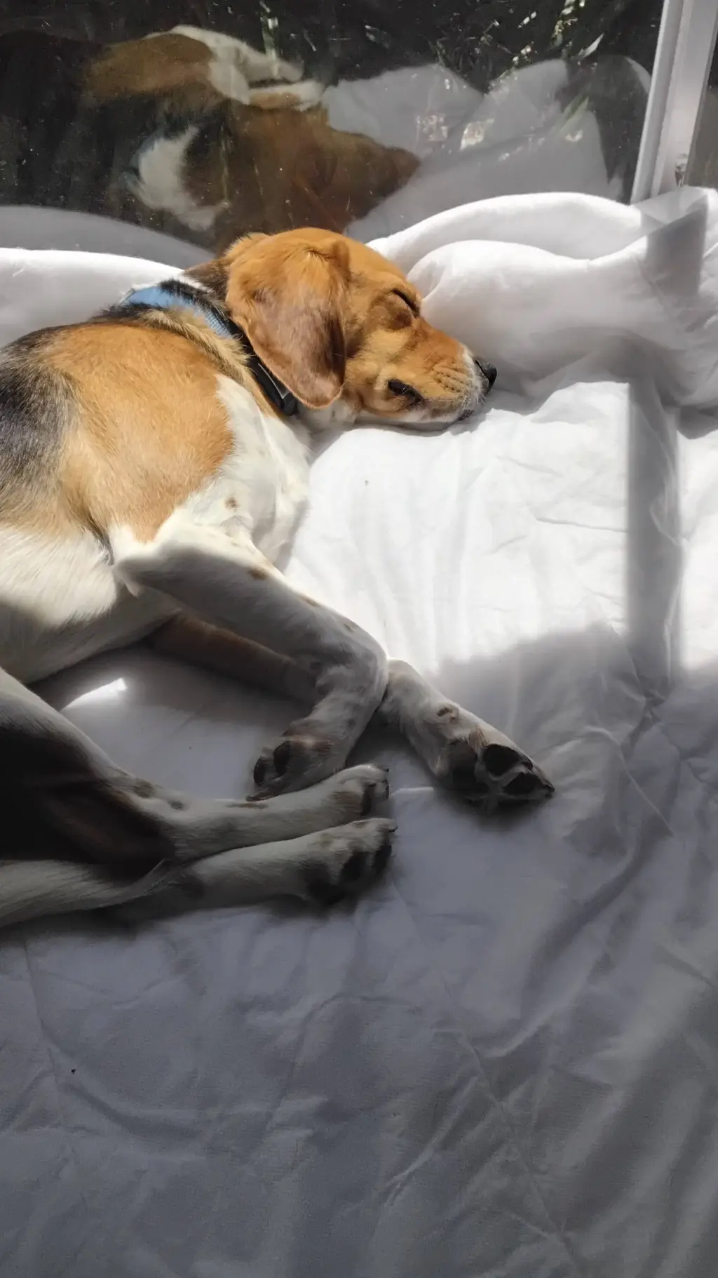 ai character: Lsdz mal background