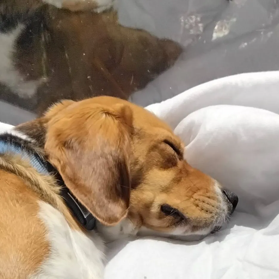 chat with ai character: Lsdz mal