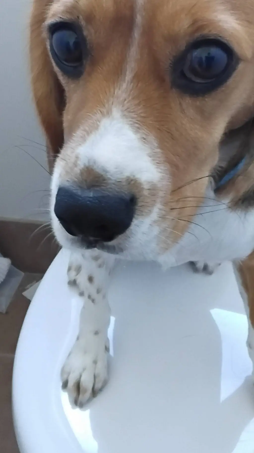 ai character: Asian son background