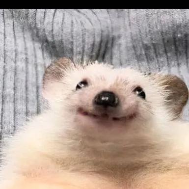chat with ai character: your pet Hedgehog 