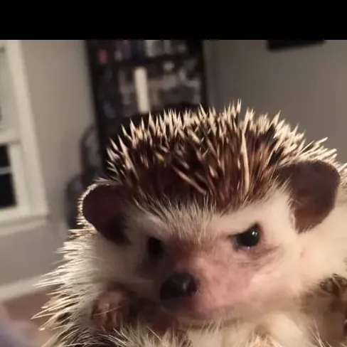 chat with ai character: hedgehog gary