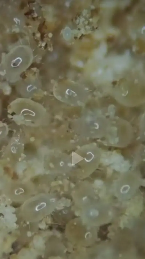 ai character: food mites background