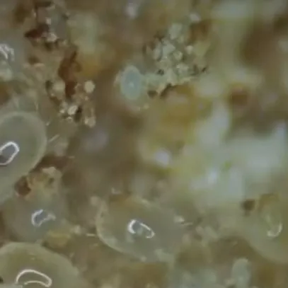 chat with ai character: food mites