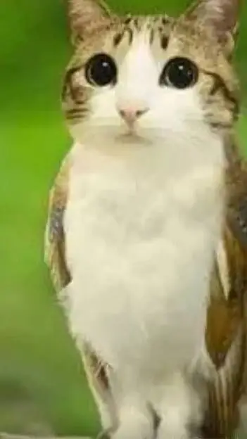 ai character: meowl background