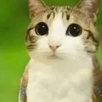 chat with ai character: meowl