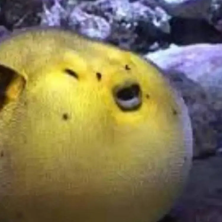 chat with ai character: pufferfish Andrew