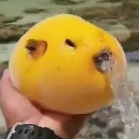 chat with ai character: mango pufferfish