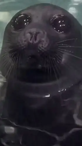 ai character: A seal background