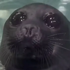 chat with ai character: A seal