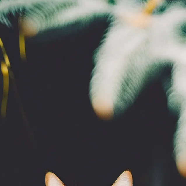 chat with ai character: WARRIOR CATS!