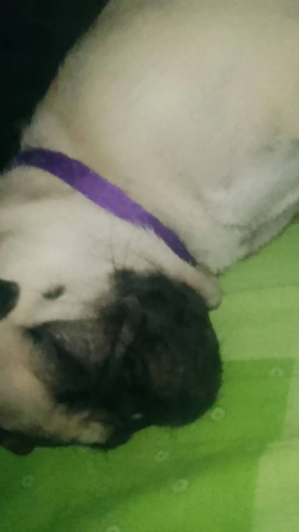 ai character: pricila background