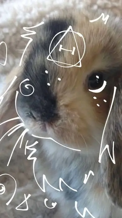 ai character: Cookie🐇🤎 background