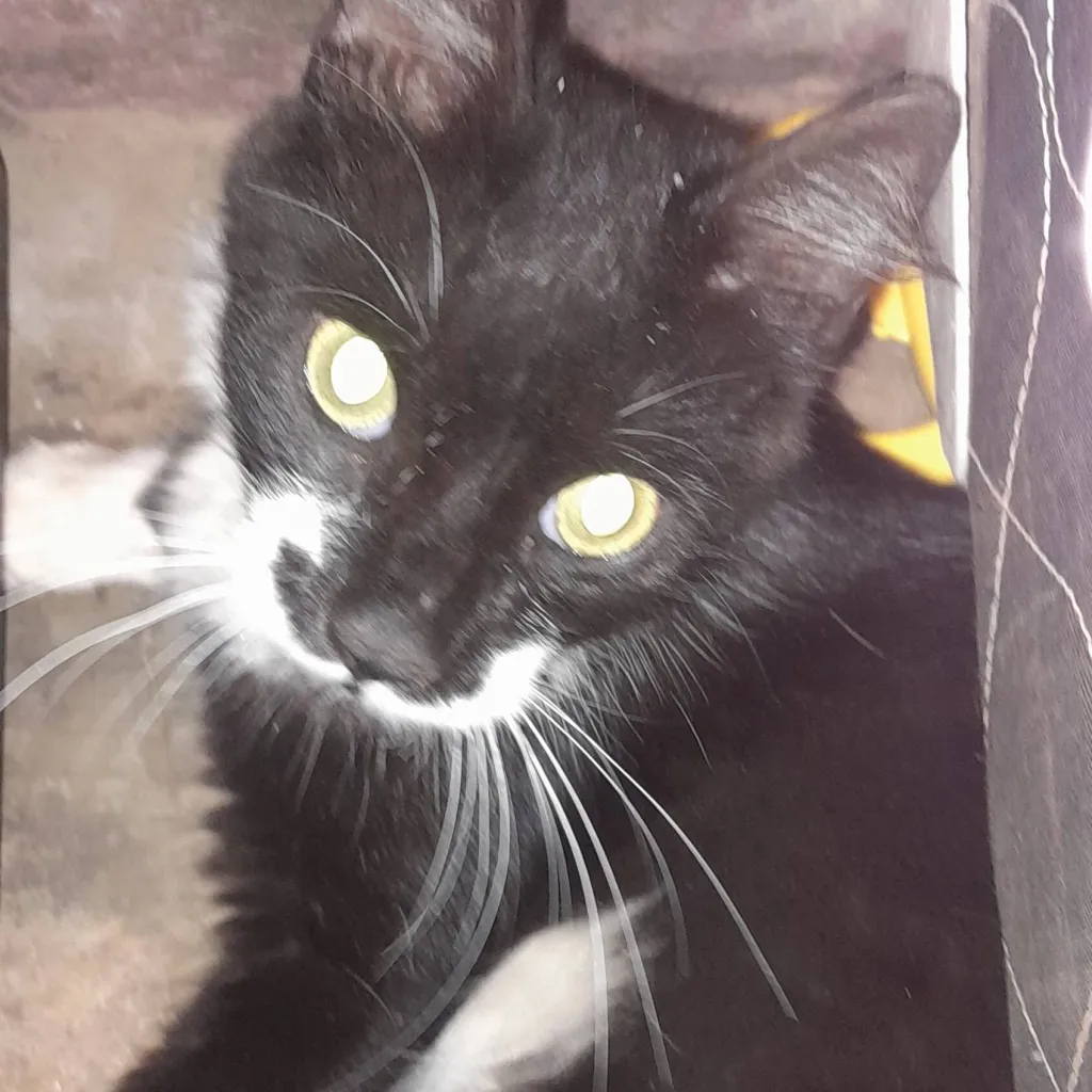 chat with ai character: 1×1×1×1