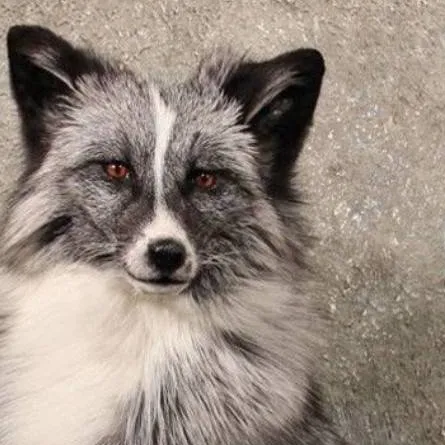 chat with ai character: Forbidden loaf