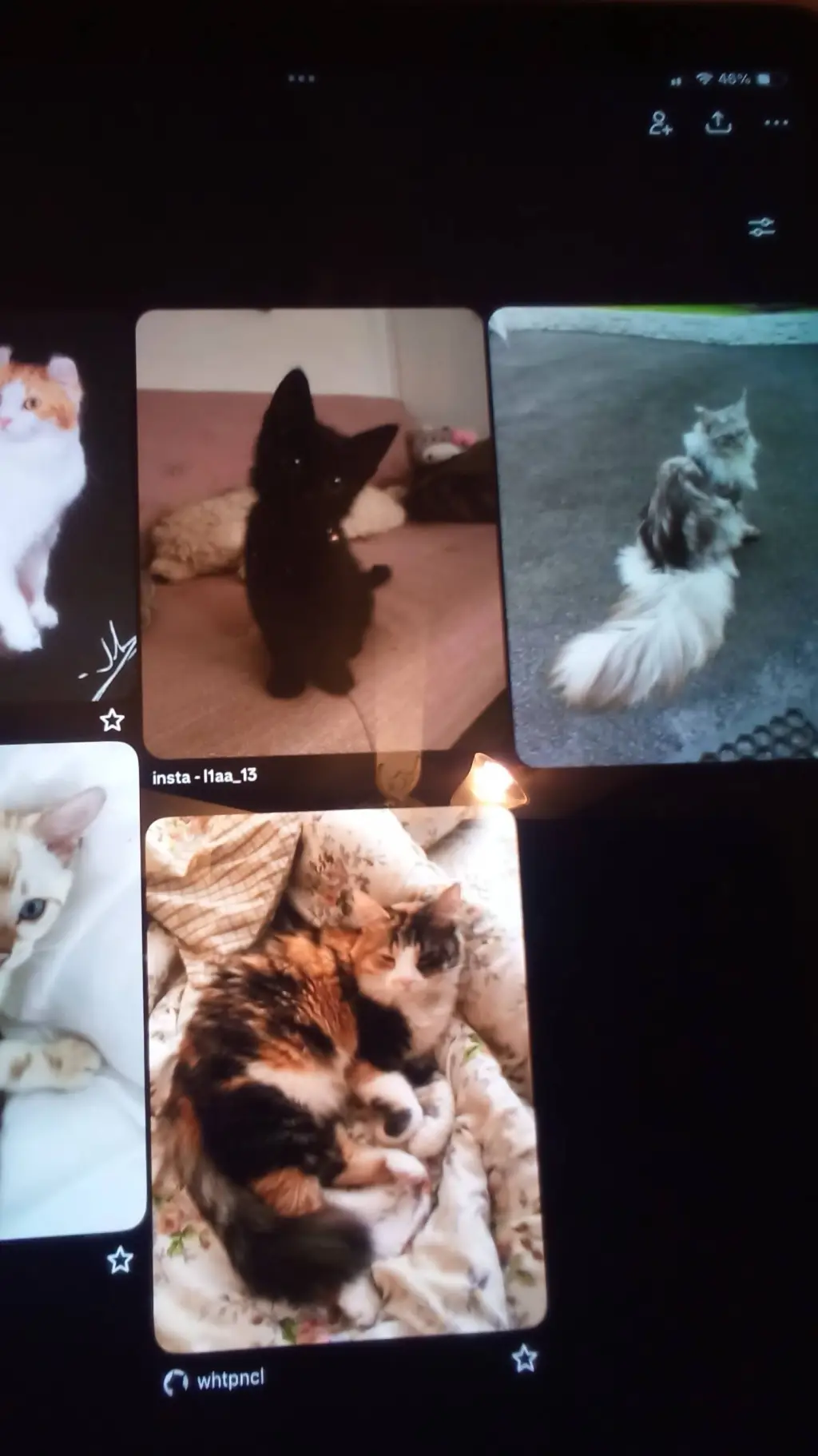 ai character: Warrior cats background