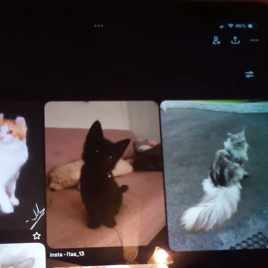 chat with ai character: Warrior cats