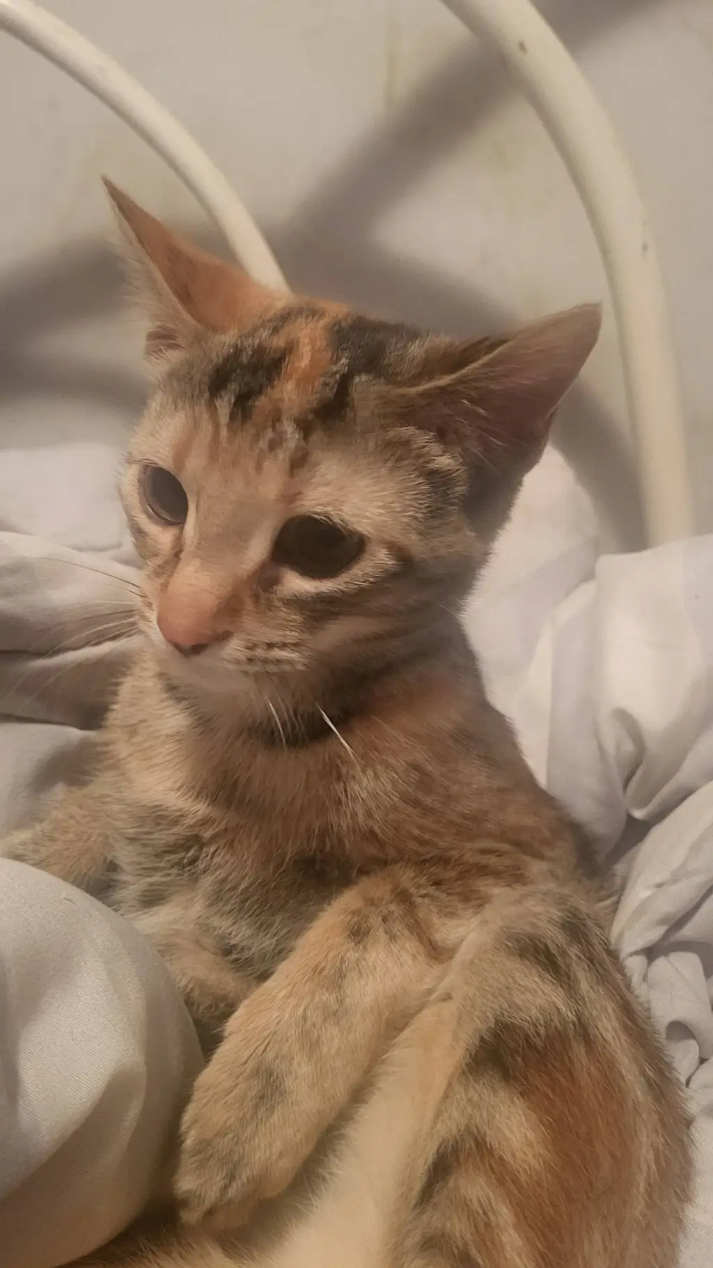 ai character: cookie  background