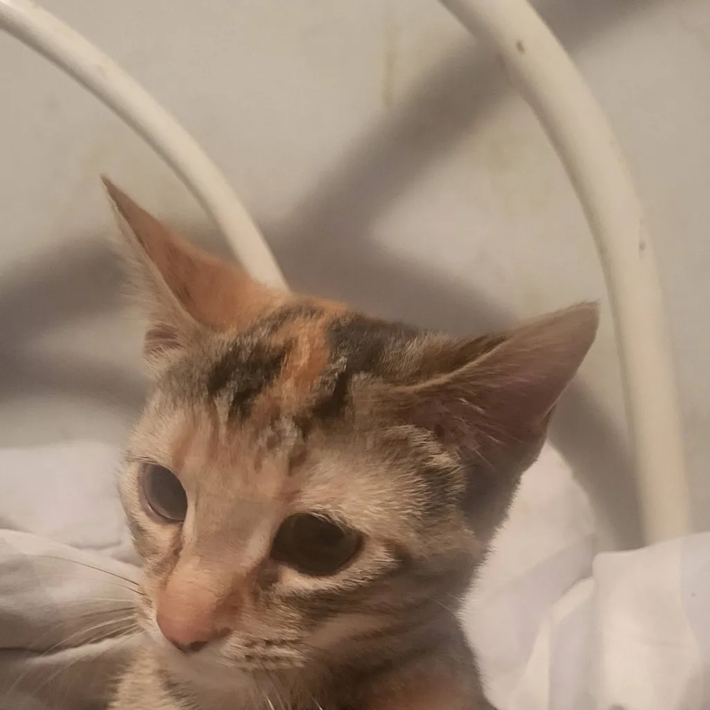 chat with ai character: cookie 