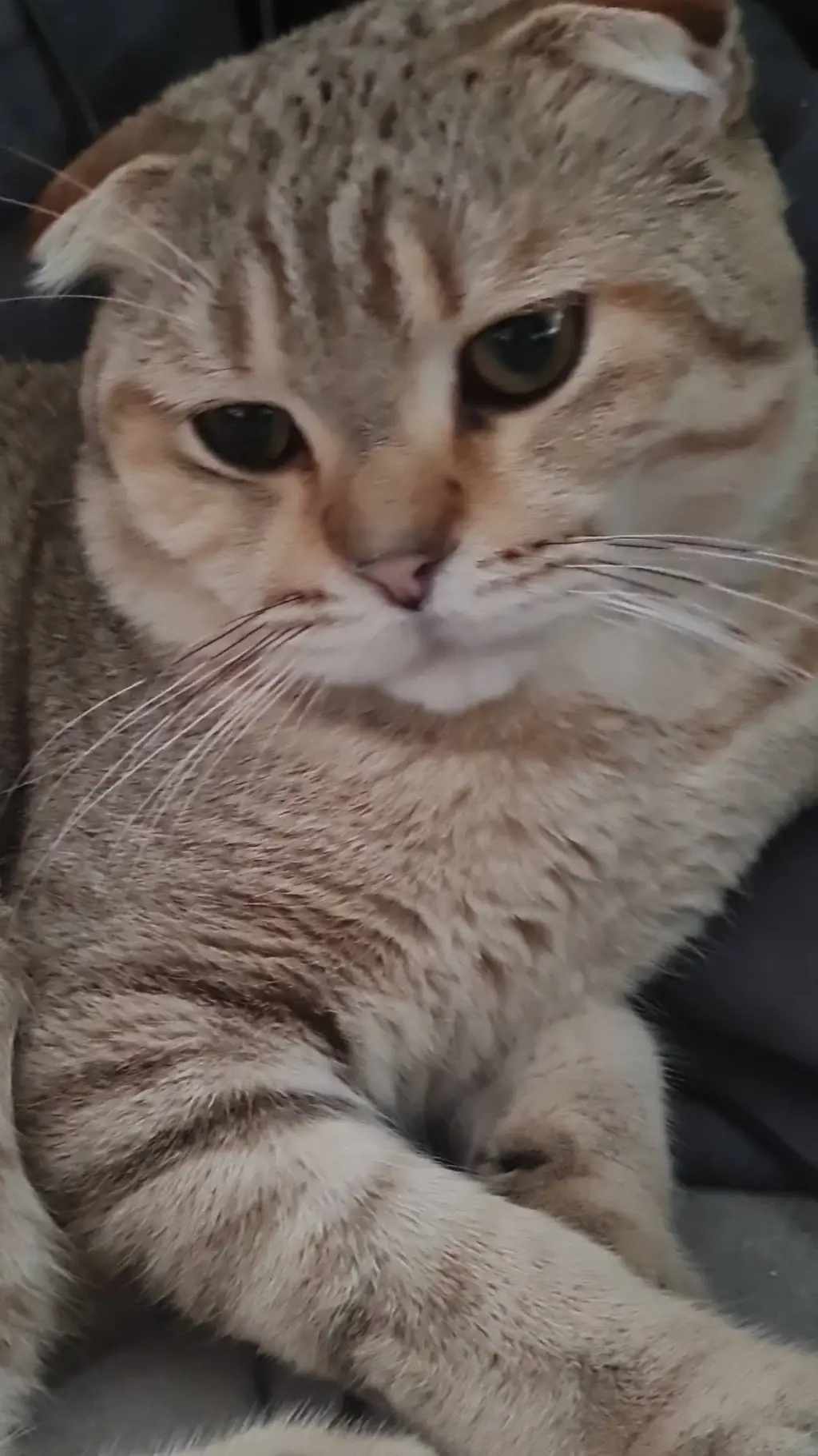 ai character: Sad cat background
