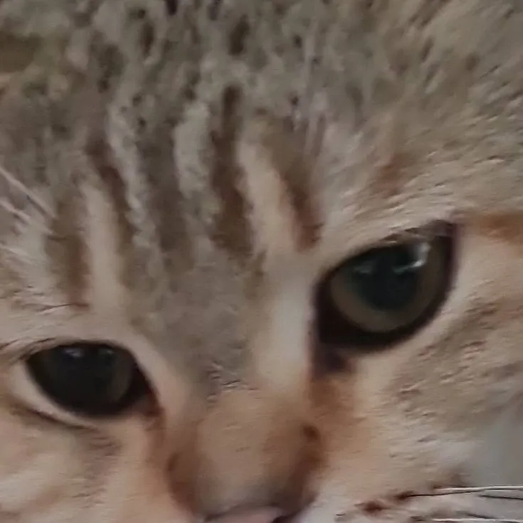 chat with ai character: Sad cat