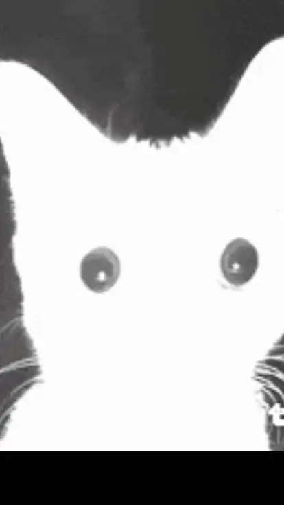 ai character: gato blanco🤑👍 background