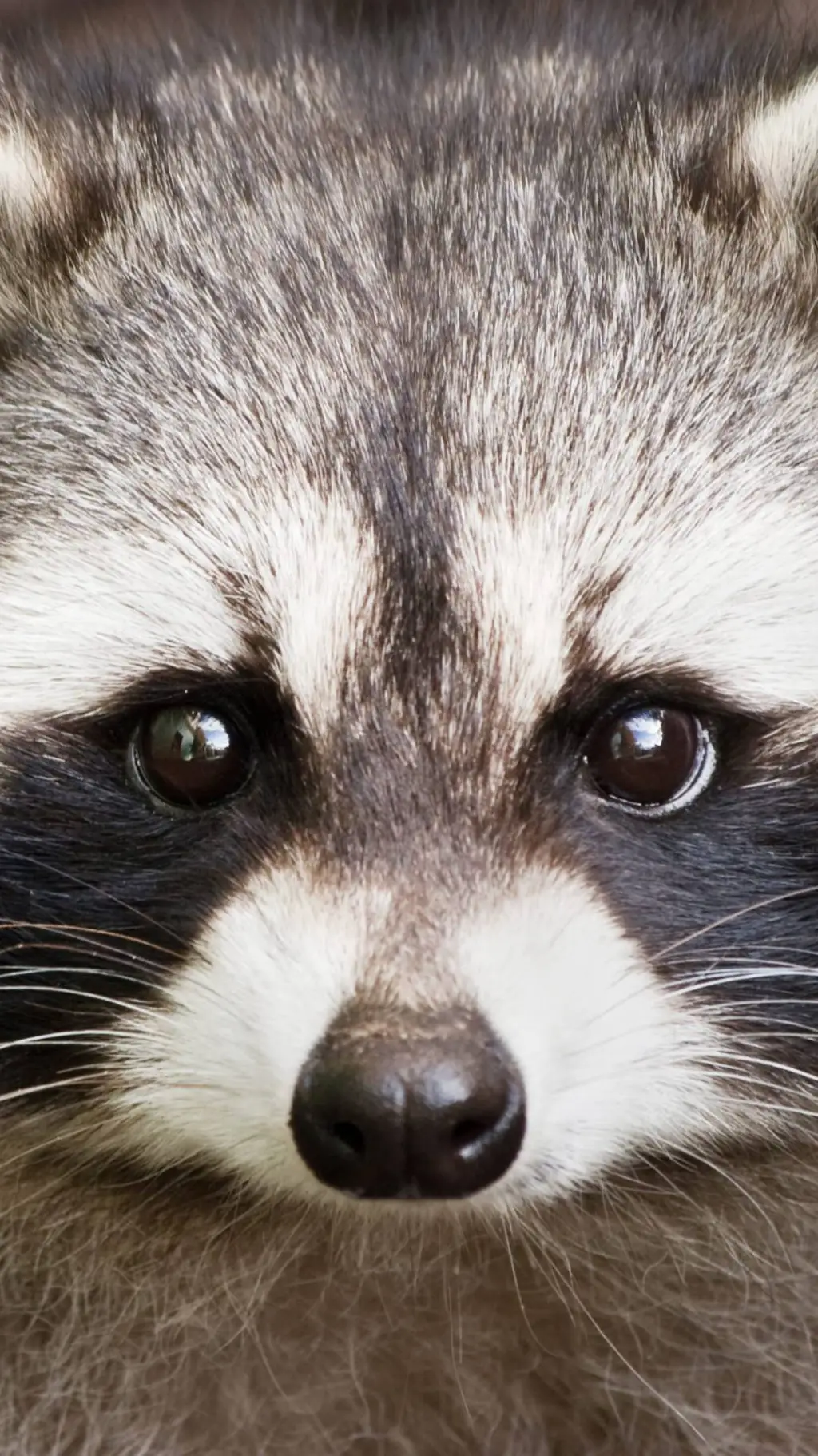 ai character: ー✩🦝rakooni!🦝✰― background