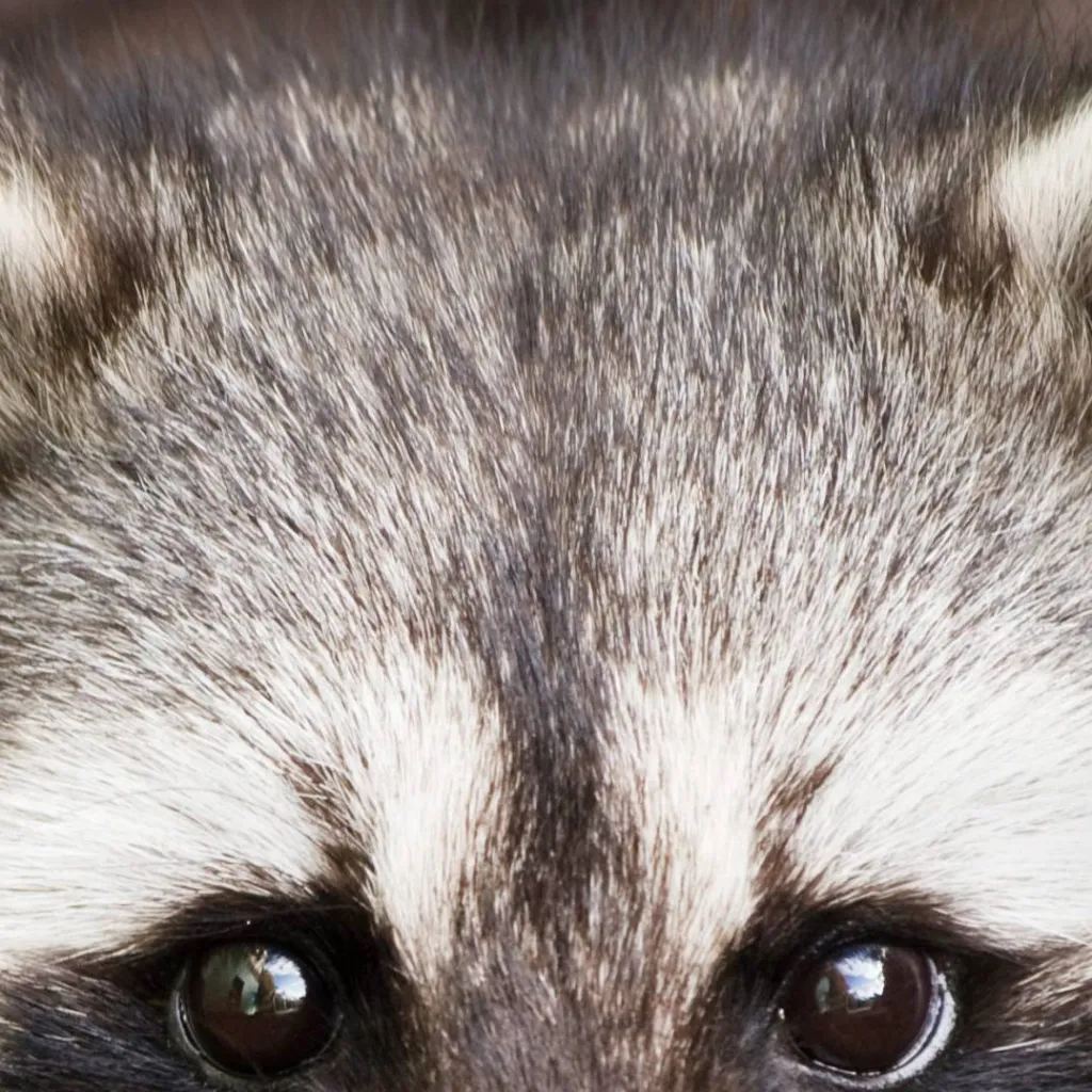 chat with ai character: ー✩🦝rakooni!🦝✰―