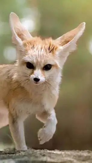 ai character: Fennec Fox🦊🏝️!★ background