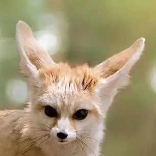 chat with ai character: Fennec Fox🦊🏝️!★