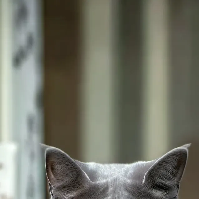 chat with ai character: gato ruso