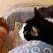 chat with ai character: soy un gato