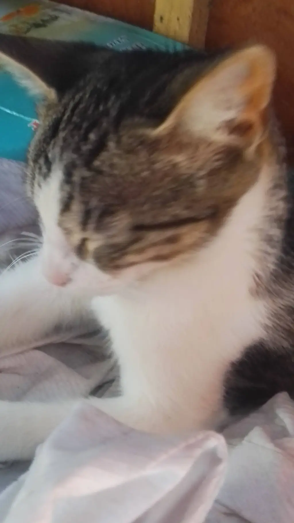 ai character: kiike background