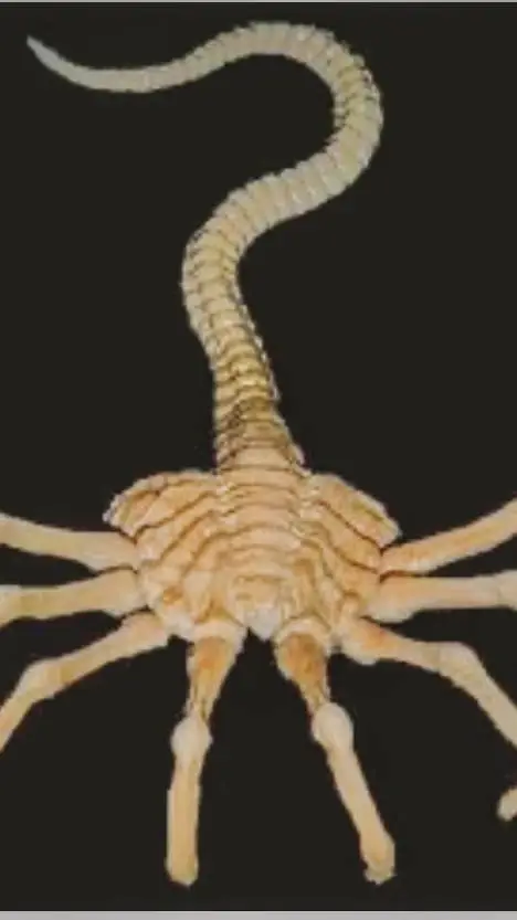 ai character: face hugger background