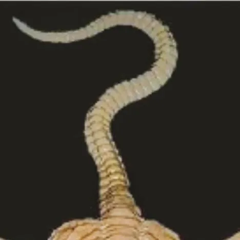 chat with ai character: face hugger