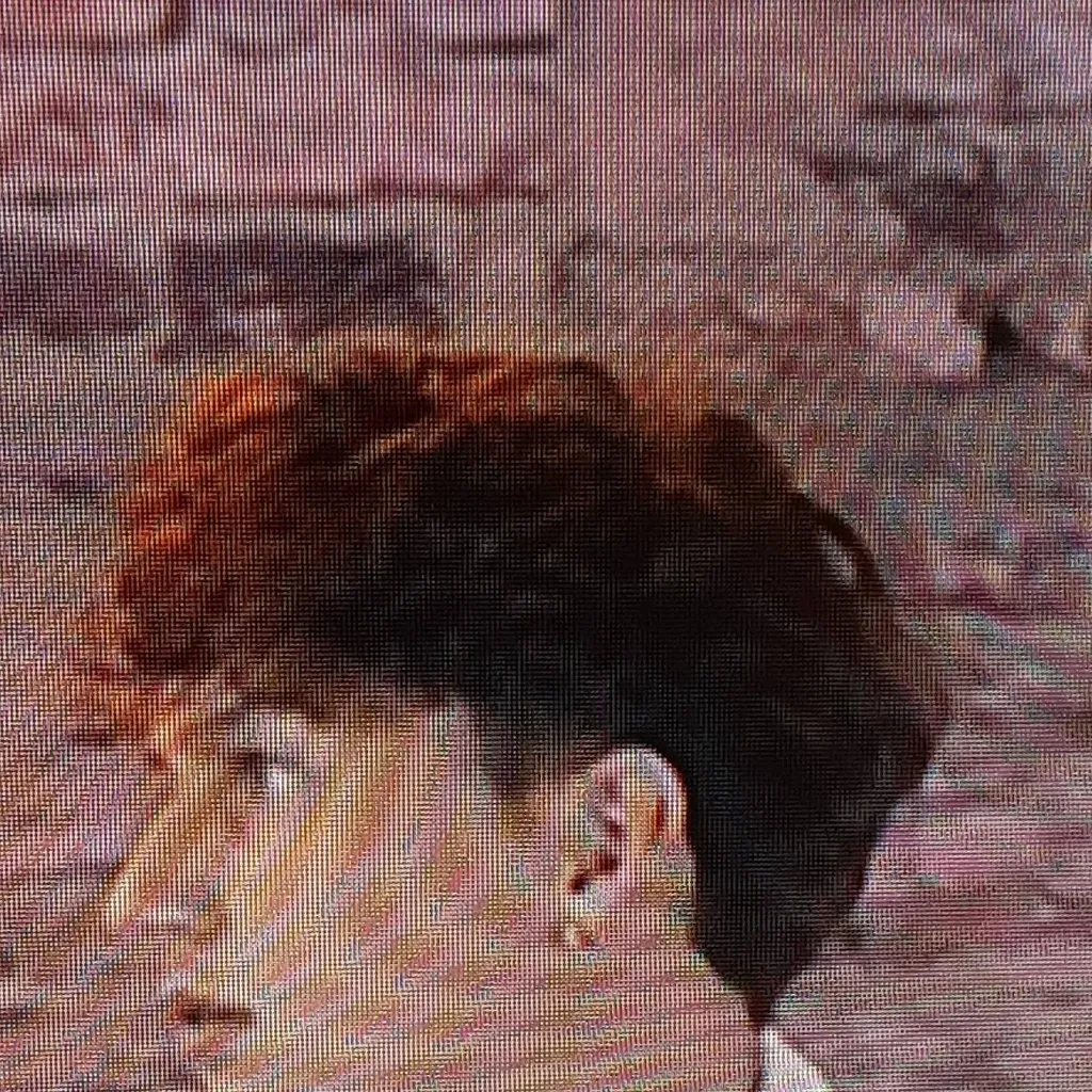 chat with ai character: Pipo