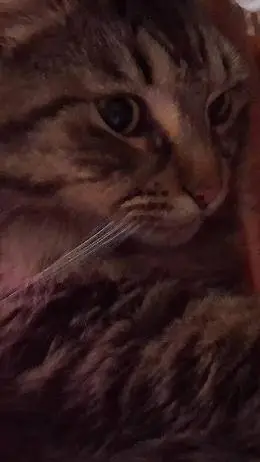 ai character: Relex with my cat background