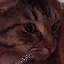 chat with ai character: Relex with my cat