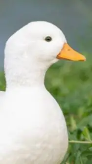 ai character: A duck background