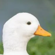 chat with ai character: A duck