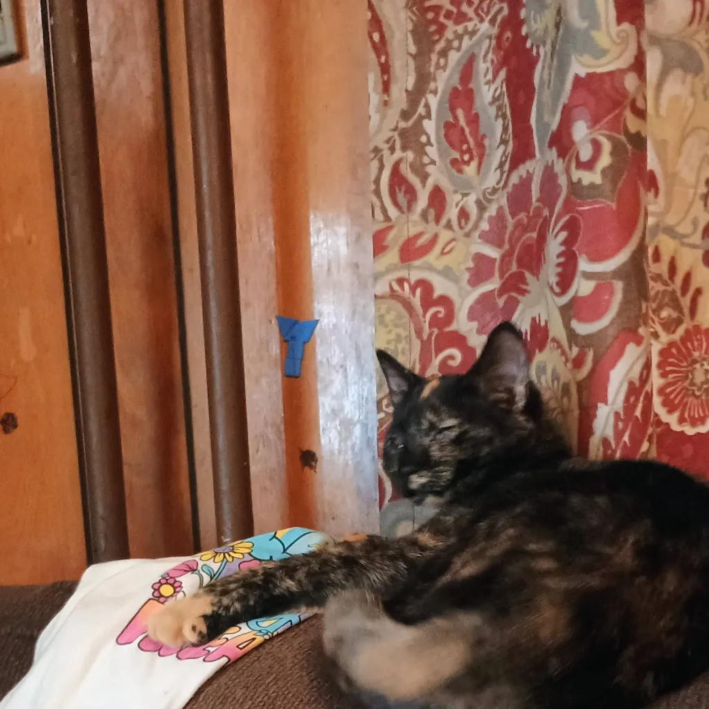 chat with ai character: my cat!