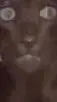 ai character: KITTYYYYY background