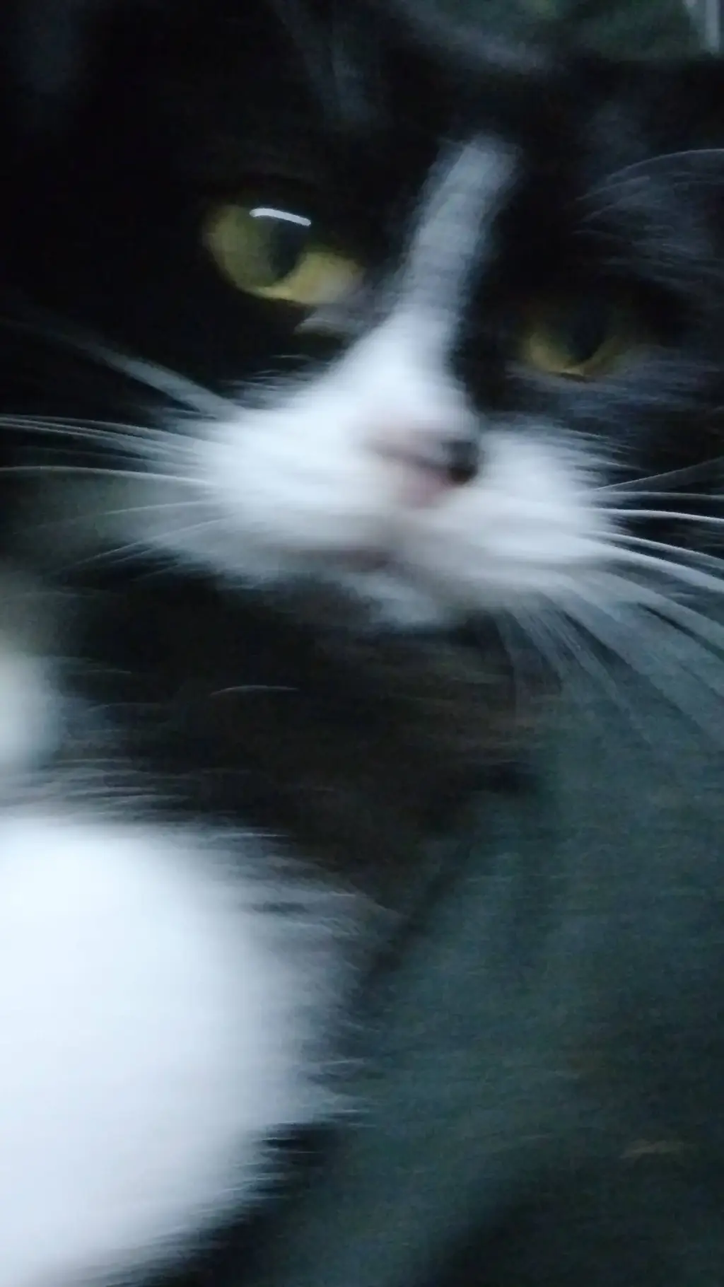 ai character: kitti cat Feli background