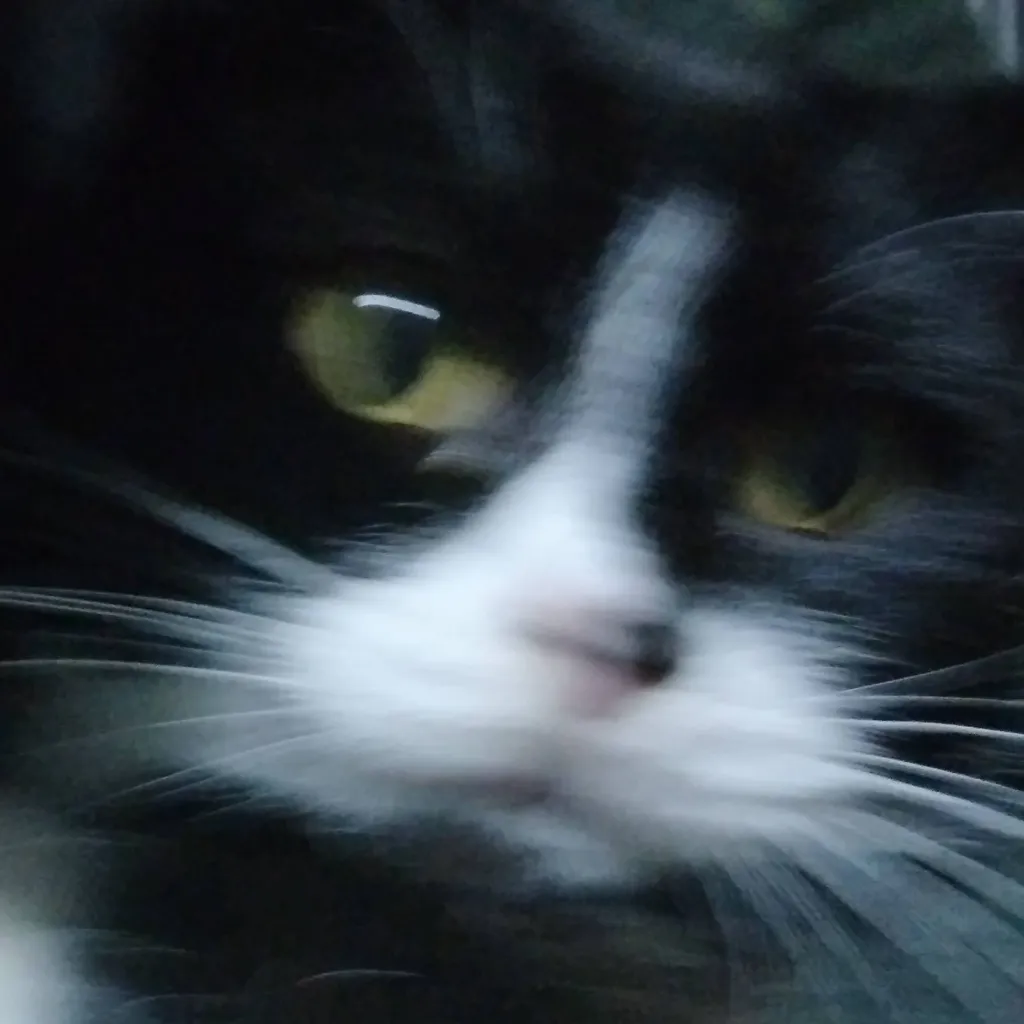 chat with ai character: kitti cat Feli