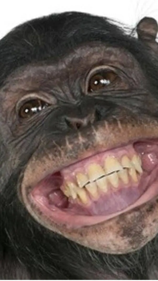 Talkie AI - Chat with Estui chat...