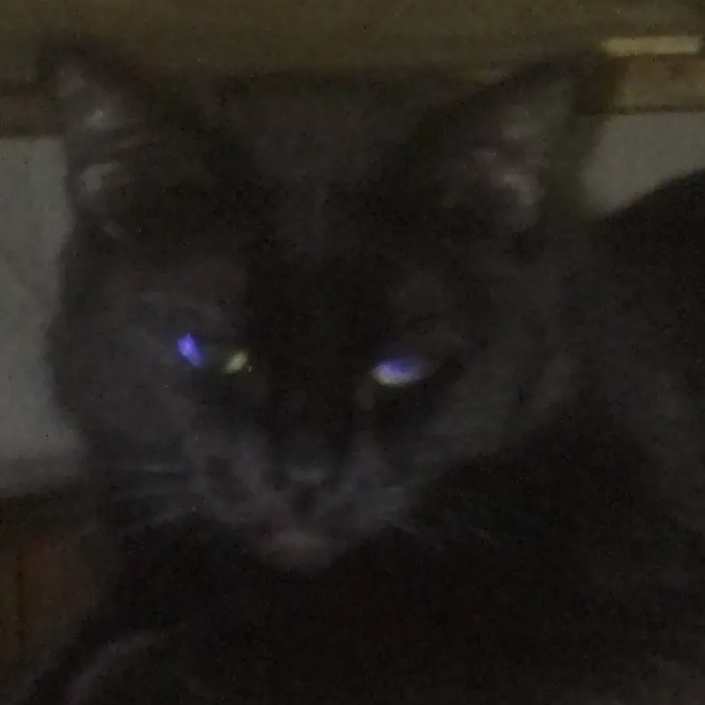 chat with ai character: moon pt2