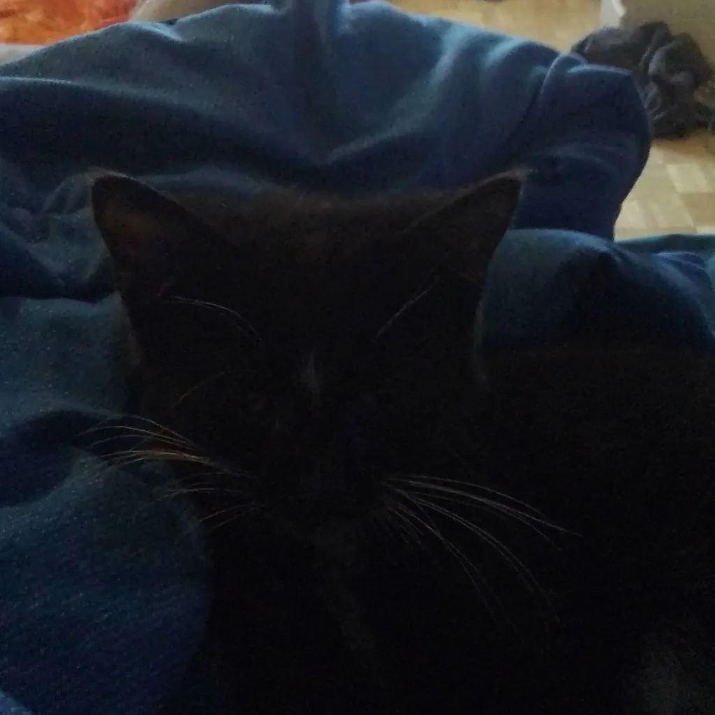 chat with ai character: BABY KITTY