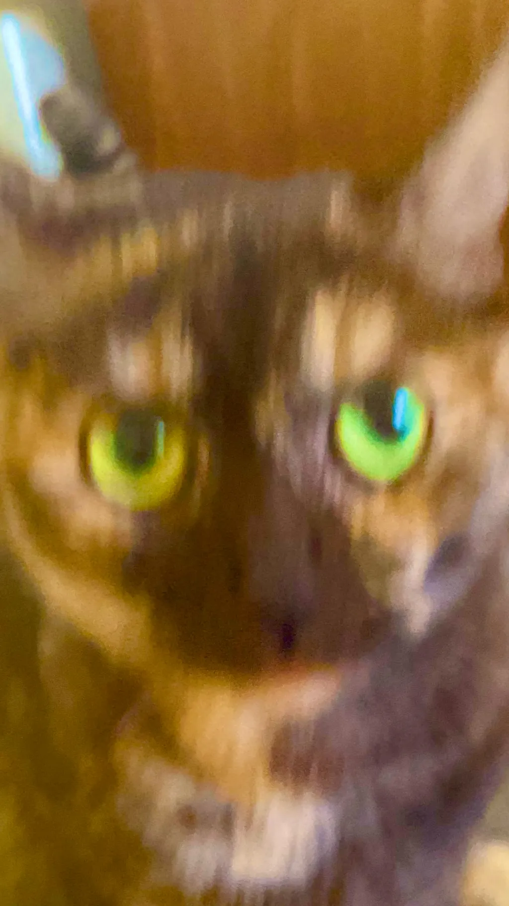 ai character: Sunshine the cat background